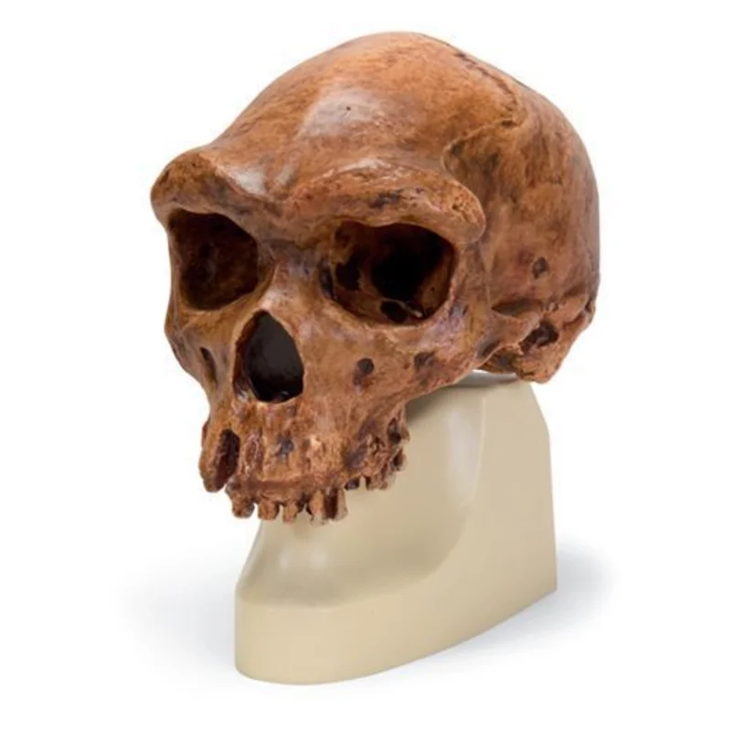 El Cráneo Kabwe